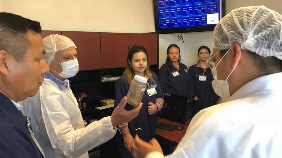 Sorgo mexicano, fitosanitariamente apto para China