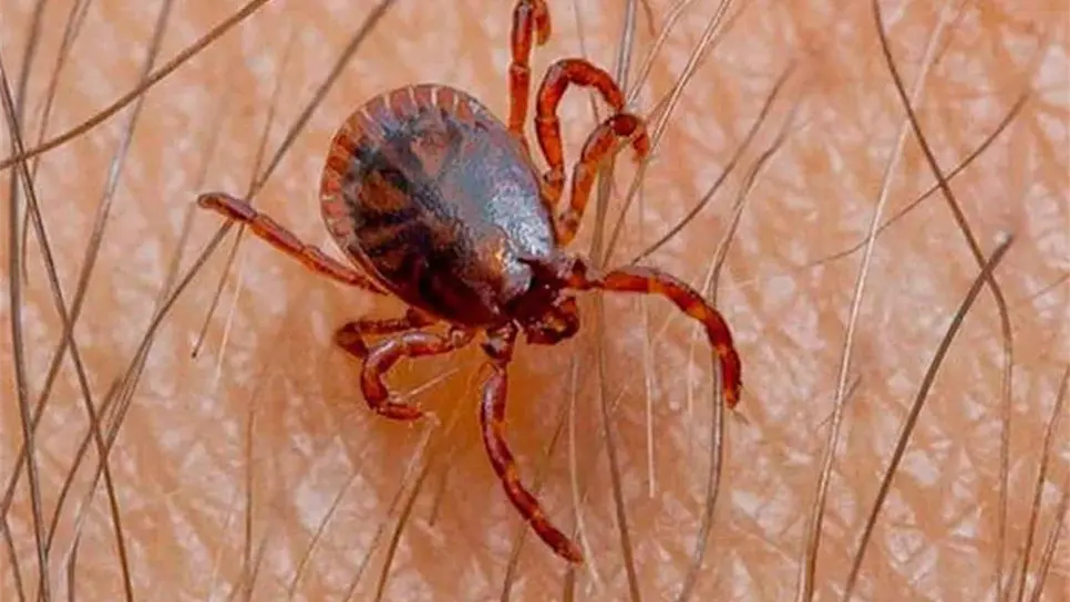 Crean aplicación que ayudaría a erradicar garrapatas