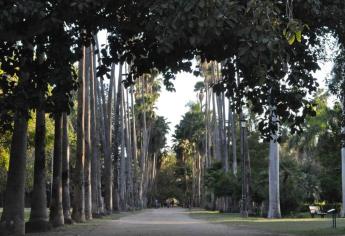 México celebra desde hace 59 años el Día Nacional del Árbol