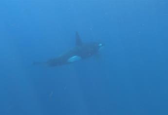 Avistan ballenas orca en Mazatlán