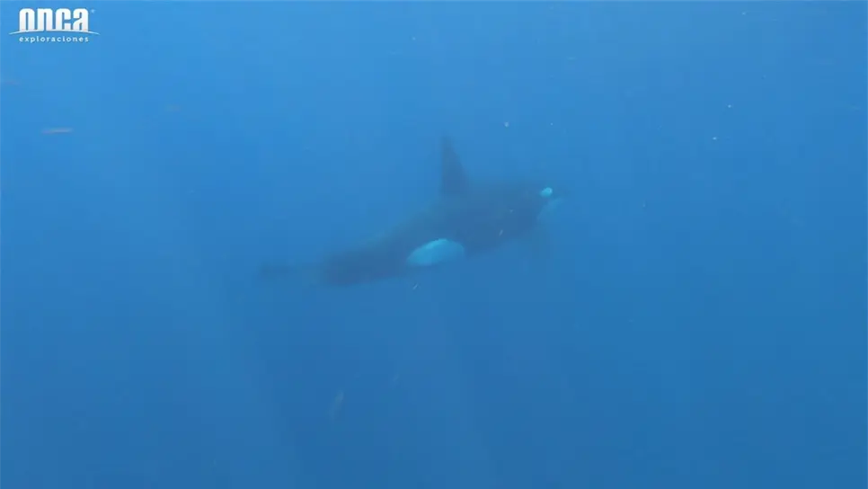 Avistan ballenas orca en Mazatlán