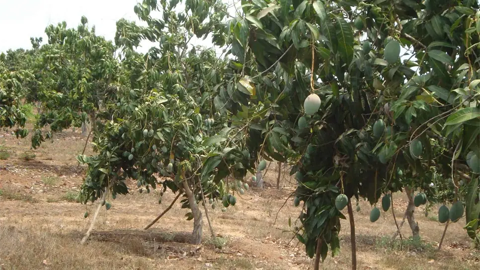 Apoyarán a mangueros del sur de Sinaloa afectados por lluvias y vientos