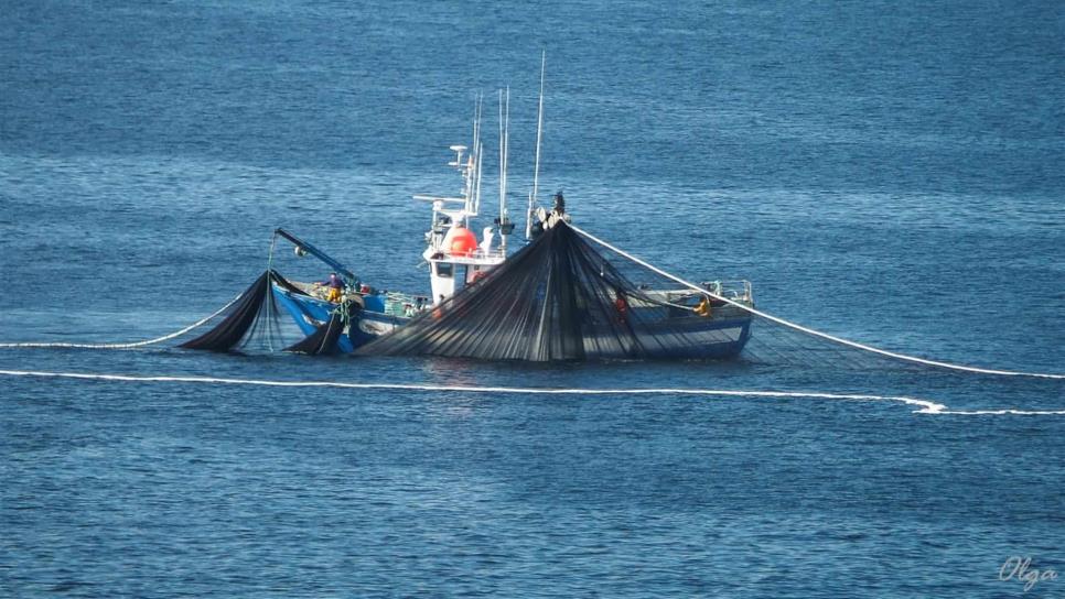 Advierten de daños en especies marinas mexicanas por pesca ilegal
