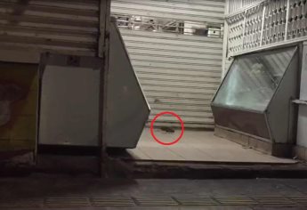 Denuncian en redes presencia de ratas en Mercado Popular