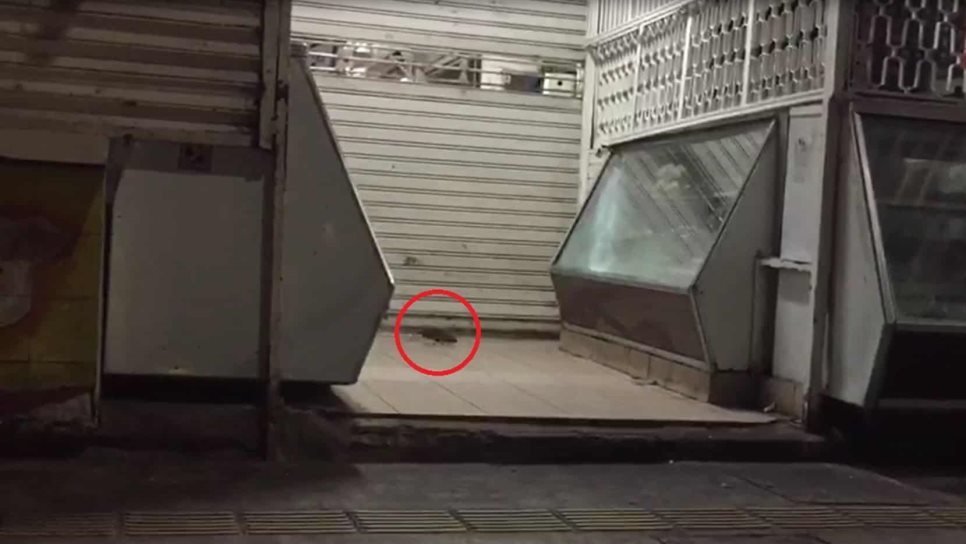 Denuncian en redes presencia de ratas en Mercado Popular Denuncian en redes presencia de ratas en Mercado Popular