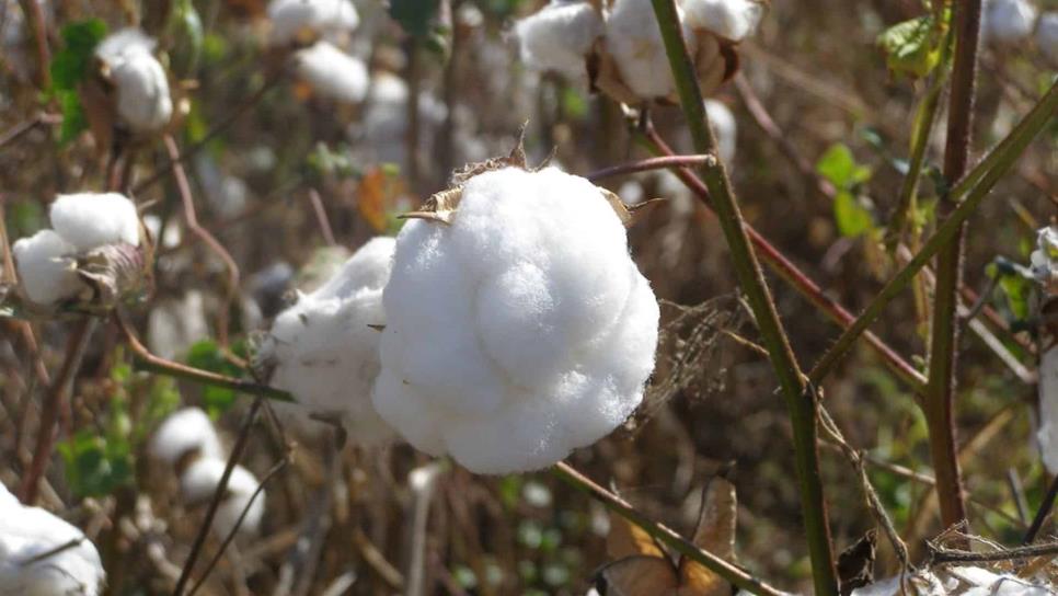 Proyectan sembrar mil 500 hectáreas de algodón en Guasave