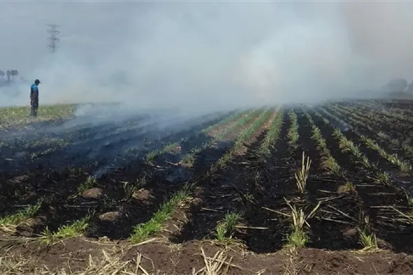 Atrapan a propietario agrícola quemando soca Atrapan a propietario agrícola quemando soca