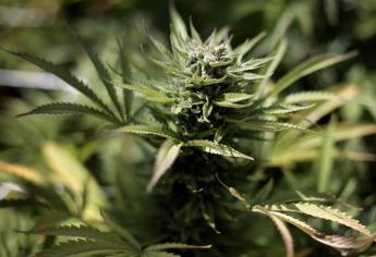Cannabis, ingrediente de moda para la industria de belleza 