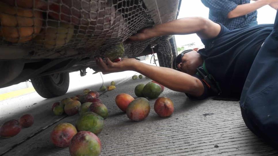 Frustran introducción de mango contaminado a Sinaloa