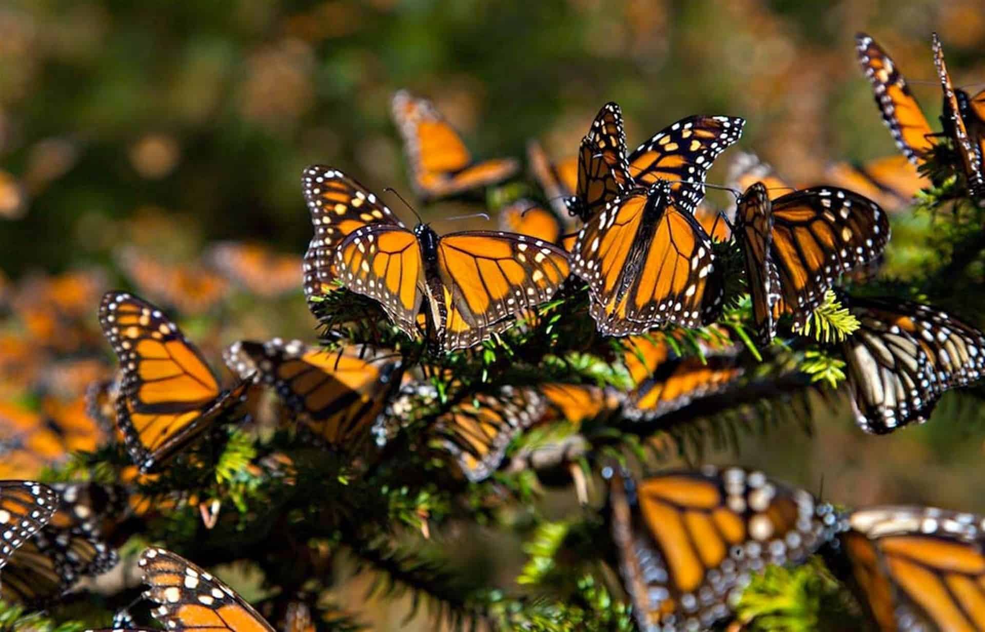 Aumento en niveles de dióxido de carbono amenaza a las mariposas monarca