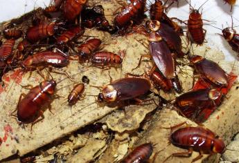 Advierten por proliferación de cucarachas durante el verano