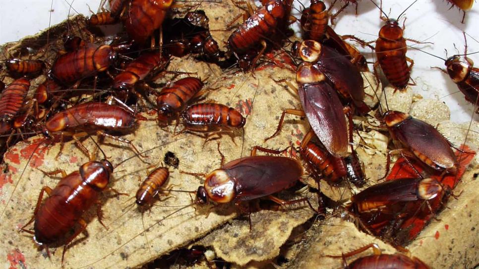 Advierten por proliferación de cucarachas durante el verano