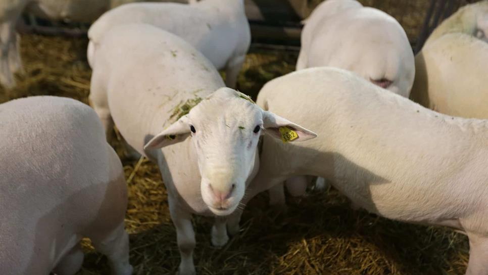 Especialistas buscan desarrollar ganado ovino resistente a parásitos