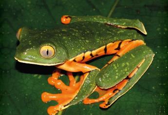 Identifican nueva especie de rana