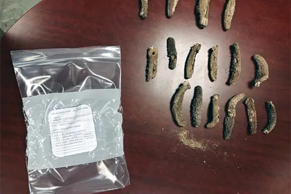 Federales capturan a ciudadano chino que traficaba caballitos de mar