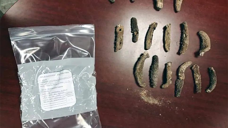 Federales capturan a ciudadano chino que traficaba caballitos de mar