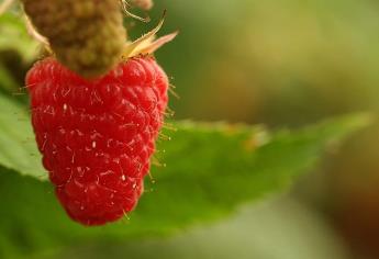 Exportadores de berries buscarán nuevos mercados en el mundo