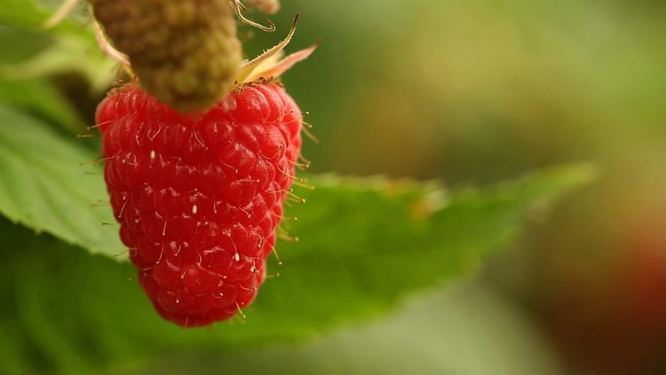 Exportadores de berries buscarán nuevos mercados en el mundo