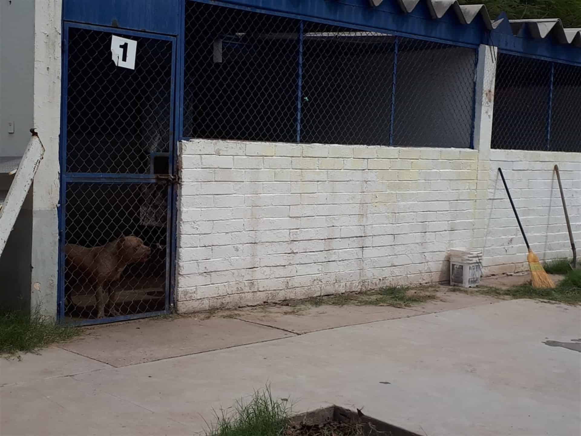 Altas temperaturas también provocan golpe de calor en mascotas