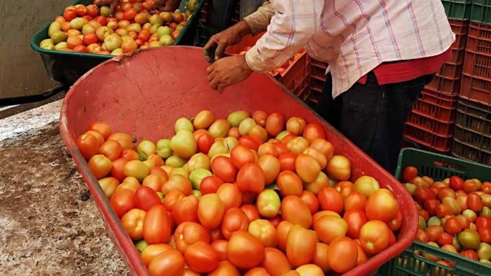 Buscan potencializar producción de tomate y chile en Surutato