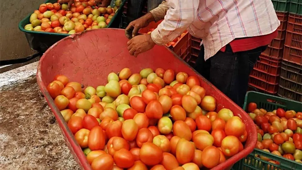Buscan potencializar producción de tomate y chile en Surutato