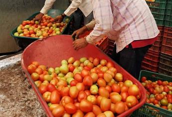 Piden fijar condiciones para que productores de tomate puedan competir