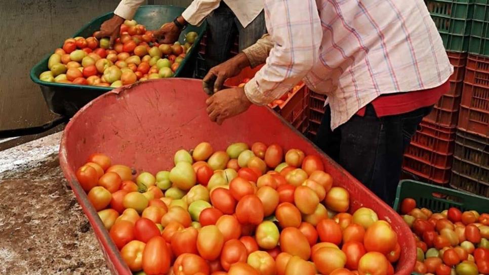 Piden fijar condiciones para que productores de tomate puedan competir