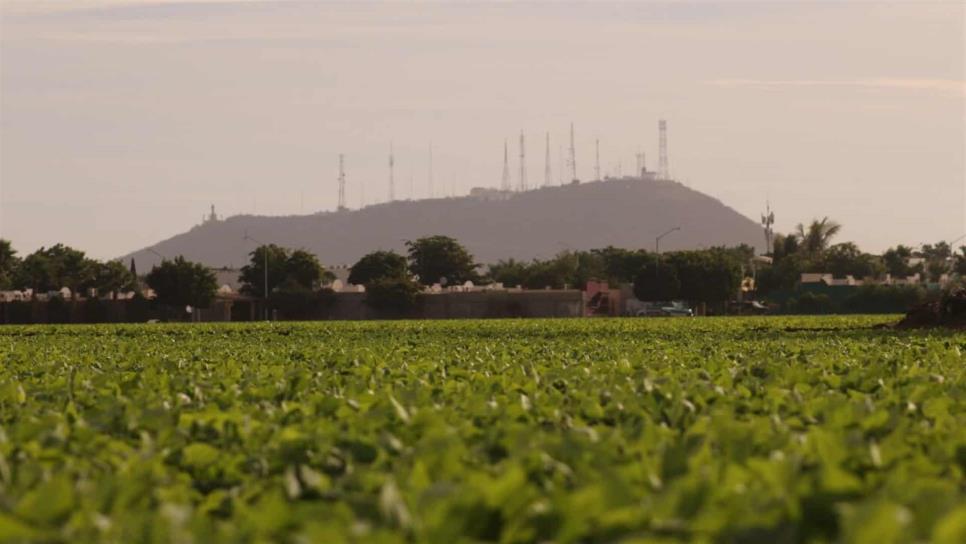 Podrían restringir cultivos por falta de agua en Sinaloa