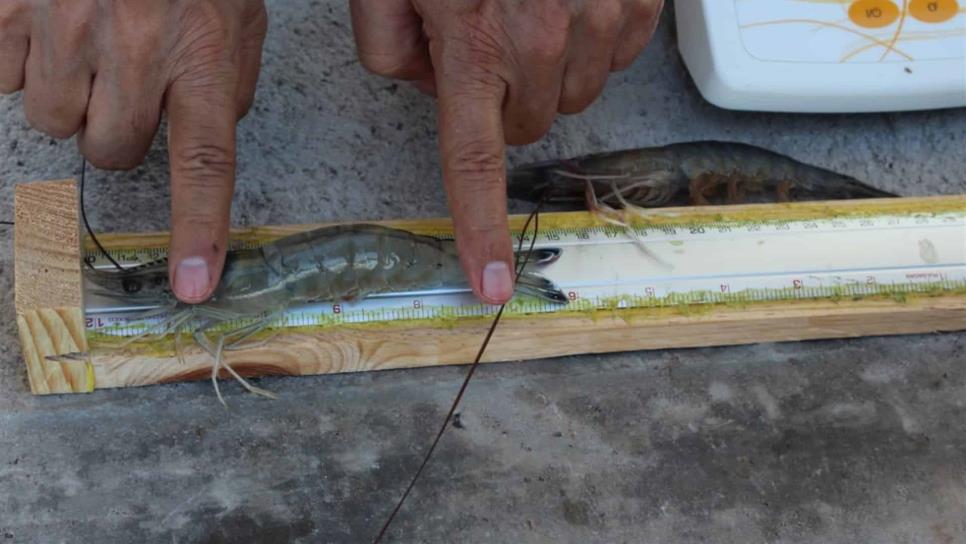 Realizan muestreo poblacional de camarón en la Bahía de Santa María
