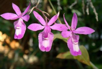 Estudian propiedades farmacológicas de orquídeas para regular glucosa