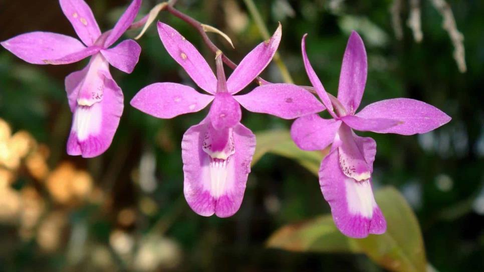 Estudian propiedades farmacológicas de orquídeas para regular glucosa