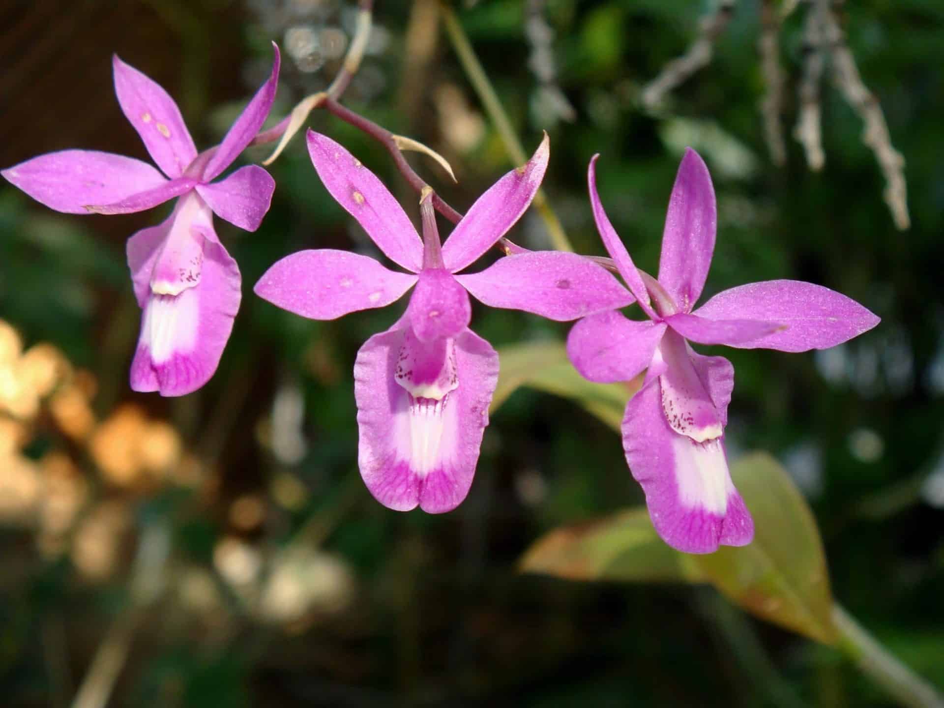 Estudian propiedades farmacológicas de orquídeas para regular glucosa