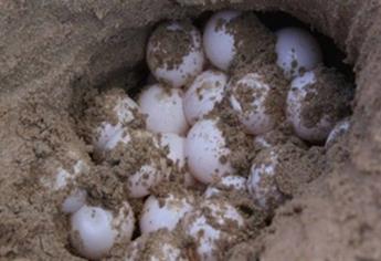 Protege Profepa 178 huevos de tortuga golfina en Las Glorias