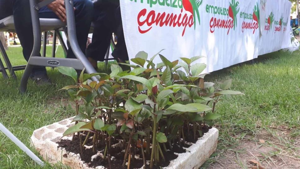 Inicia el reto de donar semillas para reforestar Los Mochis