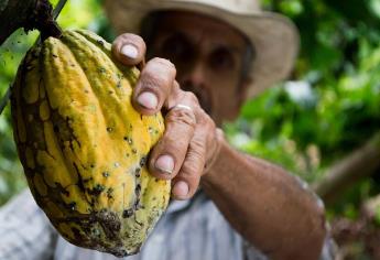 Chocolate mexicano vive su época de oro; conquista a Europa y Asia