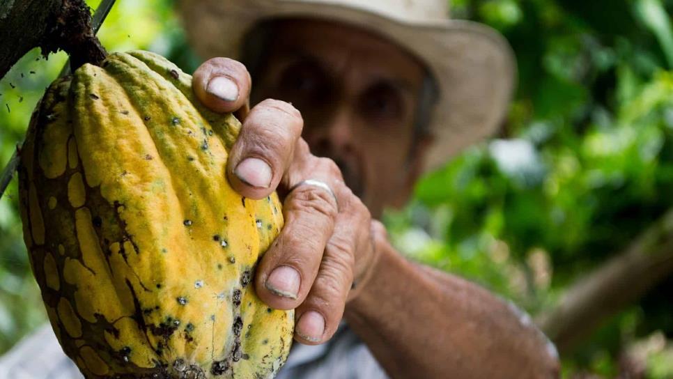 Chocolate mexicano vive su época de oro; conquista a Europa y Asia