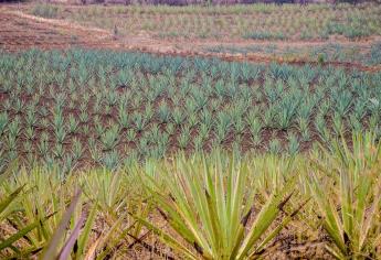 Expertos de la UNAM señalan que pueblos prehispánicos destilaban mezcal