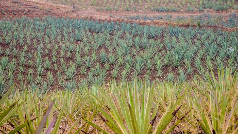 Expertos de la UNAM señalan que pueblos prehispánicos destilaban mezcal