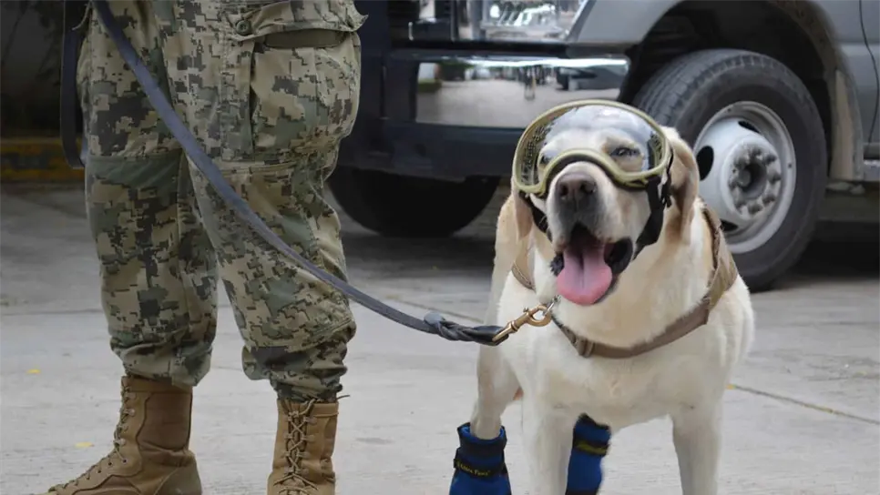 El día que conocimos a Frida, la perrita rescatista