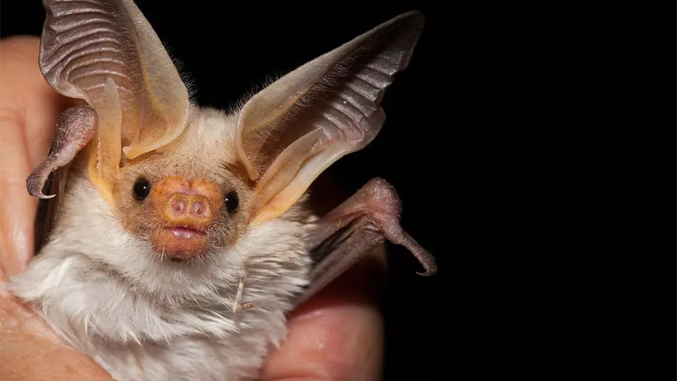 Nueva especie de ébola en murciélagos puede infectar a las personas