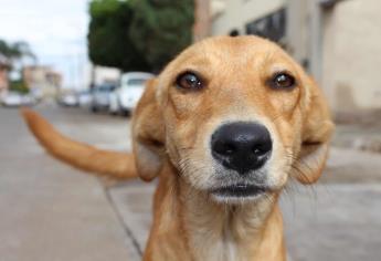 Invitan a crear conciencia y esterilizar mascotas