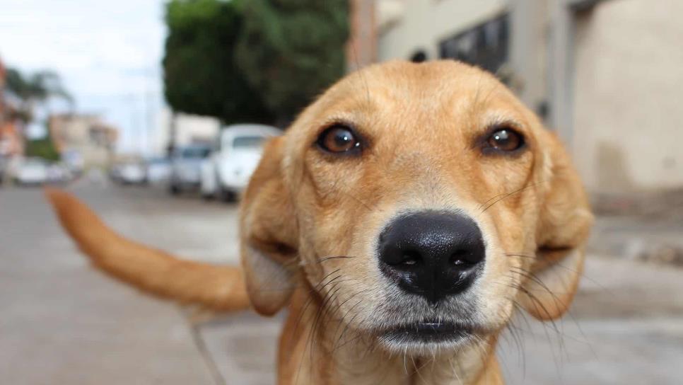 Invitan a crear conciencia y esterilizar mascotas