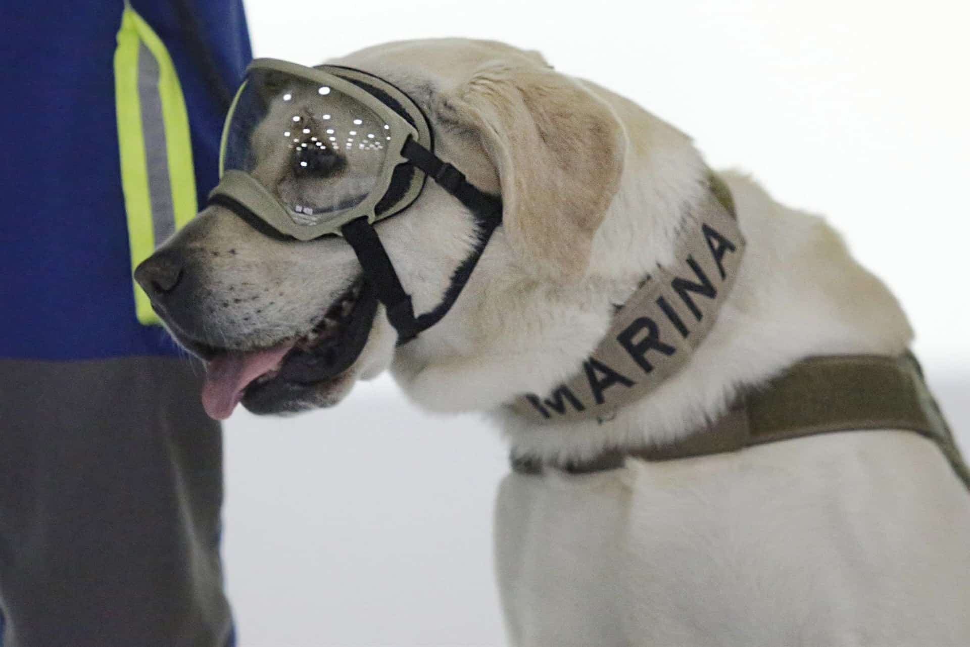 Frida, la perrita rescatista que hizo historia, tras sismos de septiembre