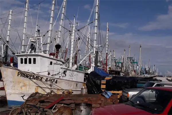 El 24 de septiembre se levanta veda de camarón El 24 de septiembre se levanta veda de camarón