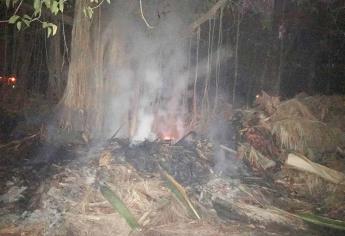 Incendian árbol Banyán en el Parque Sinaloa