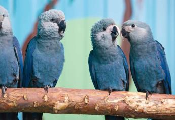 Declaran extinto a guacamayo que protagonizó la película Río