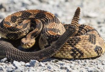 Sequía, indicador de disminución de mordeduras de serpiente