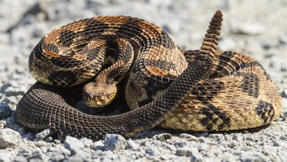 Sequía, indicador de disminución de mordeduras de serpiente