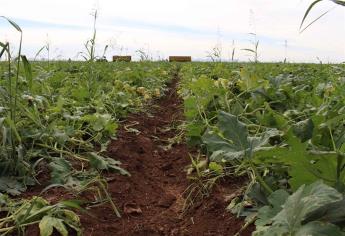 Mejorar esquemas de comercialización, prioridad para el campo