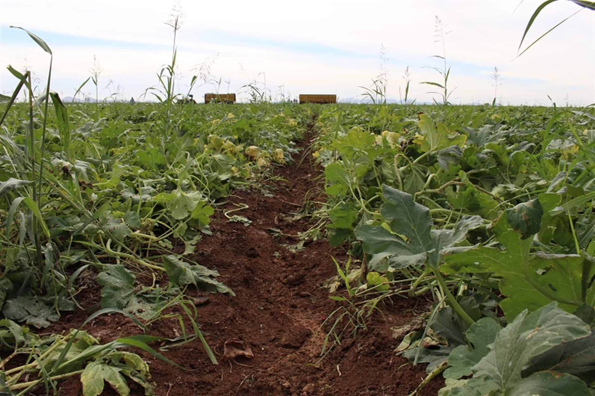 Mejorar esquemas de comercialización, prioridad para el campo Mejorar esquemas de comercialización, prioridad para el campo